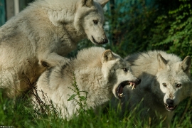 Wolf_Dub1410-All-01