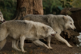 Wolf_Dub1410-All-05