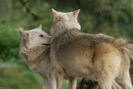 Wolf_Dub1410-All-06