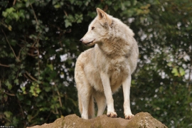 Wolf_Dub1410-Chenoa-01