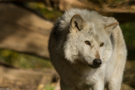 Wolf_Dub1410-Chetan-02
