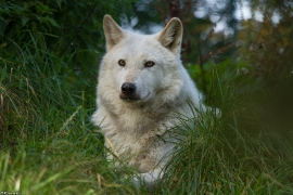 Wolf_Dub1410-Leikun-01