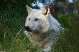 Wolf_Dub1410-Leikun-02
