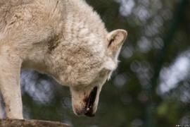 Wolf_Dub1410-Leikun-05
