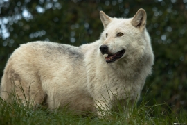 Wolf_Dub1410-Leikun-06
