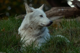 Wolf_Dub1410-Leikun-09
