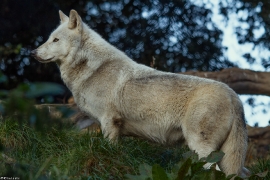 Wolf_Dub1410-Leikun-12