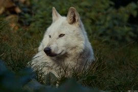 Wolf_Dub1410-Leikun-13