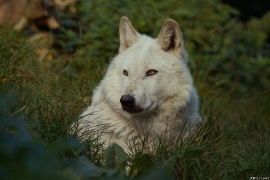 Wolf_Dub1410-Leikun-14