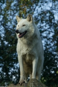 Wolf_Dub1410-Leikun-17