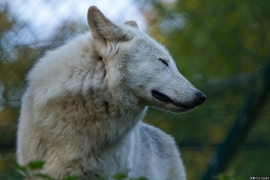 Wolf_Dub1410-Leikun-19