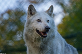 Wolf_Dub1410-Leikun-20