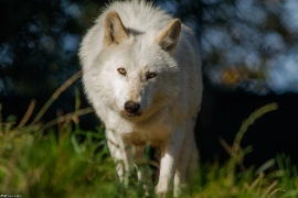 Wolf_Dub1410-Leikun-22