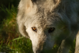 Wolf_Dub1410-Motomo-02