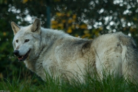 Wolf_Dub1410-Motomo-05