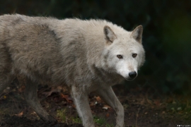 Wolf_Dub1501-Chenoa-05