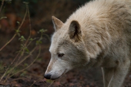 Wolf_Dub1501-Chenoa-06