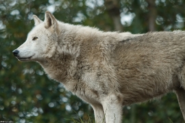 Wolf_Dub1501-Chenoa-07