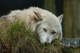 Wolf_Dub1501-Chenoa-11