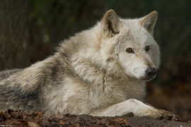 Wolf_Dub1501-Chetan-01