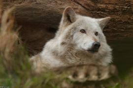 Wolf_Dub1501-Chetan-09