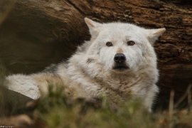 Wolf_Dub1501-Chetan-10