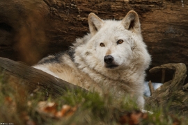Wolf_Dub1501-Chetan-11