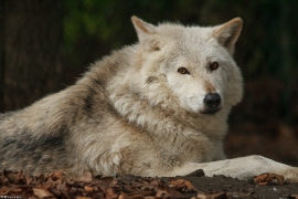 Wolf_Dub1501-Chetan-14