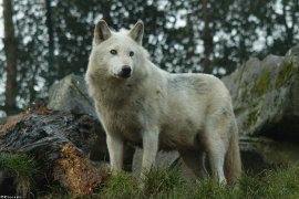 Wolf_Dub1501-Leikun-01