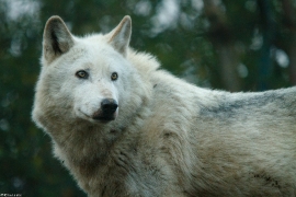 Wolf_Dub1501-Leikun-02
