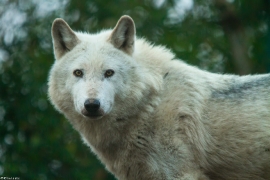 Wolf_Dub1501-Leikun-03