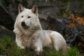 Wolf_Dub1501-Leikun-06