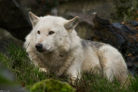 Wolf_Dub1501-Leikun-07