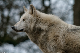 Wolf_Dub1501-Leikun-09
