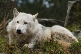 Wolf_Dub1501-Leikun-11