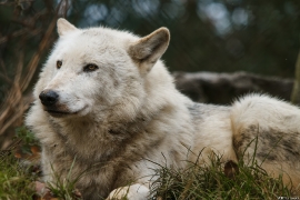 Wolf_Dub1501-Leikun-12
