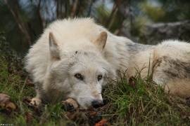 Wolf_Dub1501-Leikun-14
