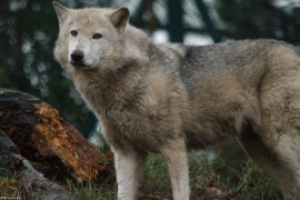 Wolf_Dub1501-Tahni-01