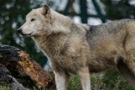 Wolf_Dub1501-Tahni-02