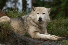 Wolf_Dub1501-Tahni-03