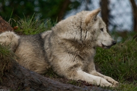 Wolf_Dub1501-Tahni-04