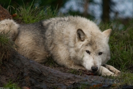 Wolf_Dub1501-Tahni-05