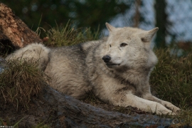 Wolf_Dub1501-Tahni-06
