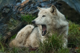 Wolf_Dub1501-Tahni-07