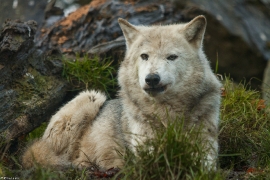 Wolf_Dub1501-Tahni-08