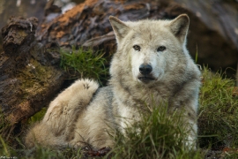 Wolf_Dub1501-Tahni-09