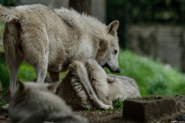 Wolf_Dub1505-All-01