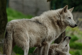 Wolf_Dub1505-All-02