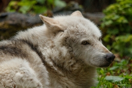Wolf_Dub1505-Chetan-01