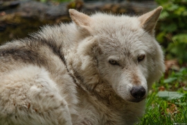 Wolf_Dub1505-Chetan-02